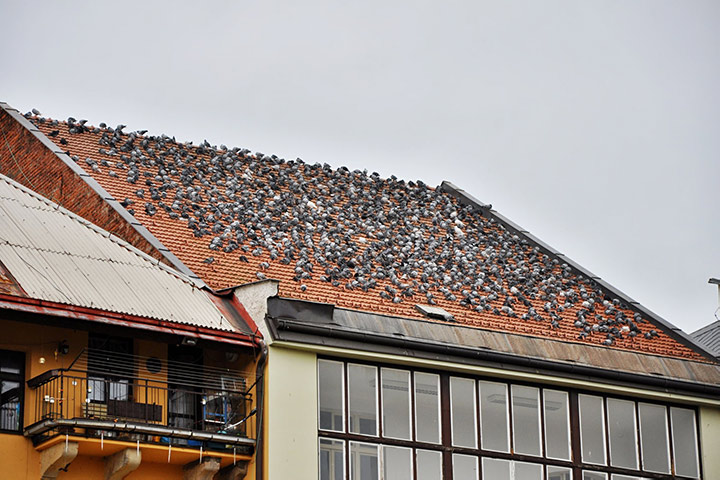 A2B Pest Control are able to install spikes to deter birds from roofs in Chingford. 