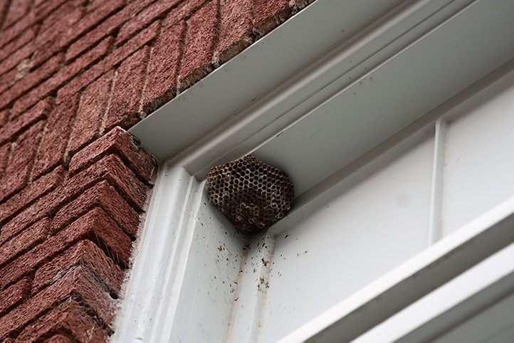 We provide a wasp nest removal service for domestic and commercial properties in Chingford.